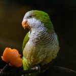 makanan burung parkit