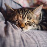 ciri-ciri kucing sakit