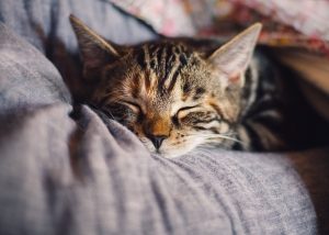 ciri-ciri kucing sakit