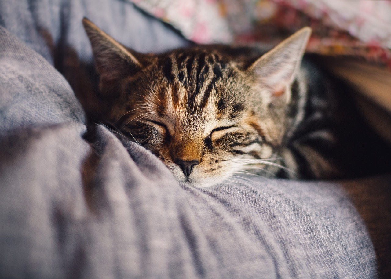 ciri-ciri kucing sakit