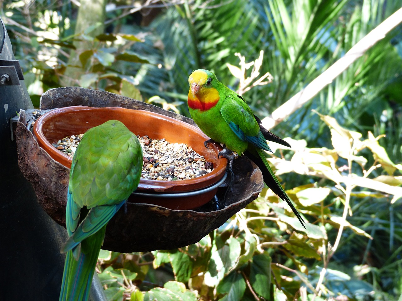 makanan burung parkit