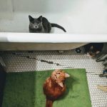 melatih kucing buang air