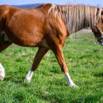 Kuda poni