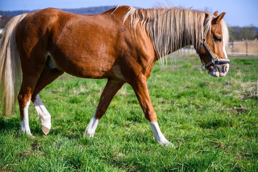 Kuda poni