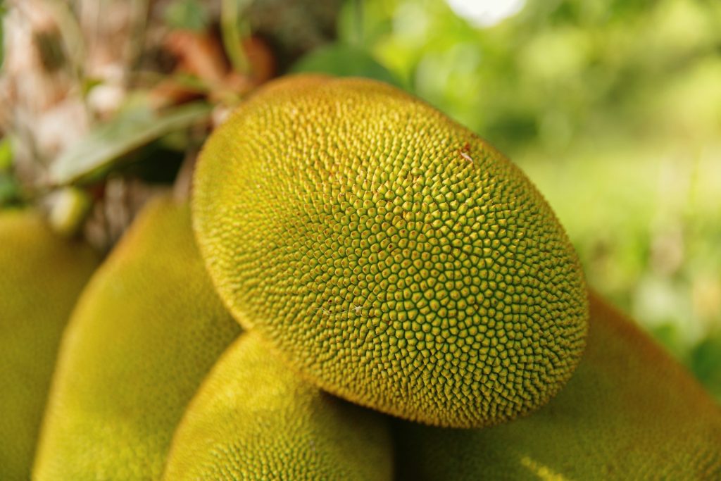Manfaat nangka