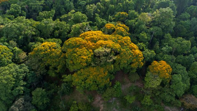 hutan tropis